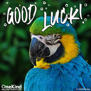 Good luck card with parrot.
